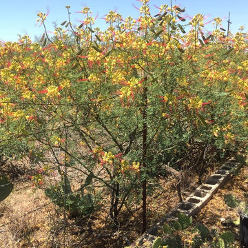 Southwestern Plants