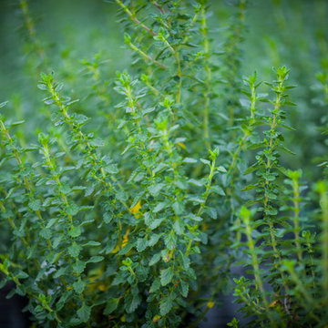 Plant Close-up