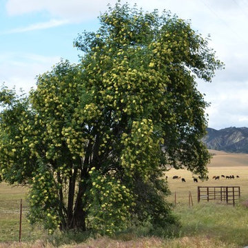 Blue elderberry