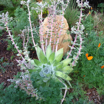 Hollywood Hills California Native Garden Sanctuary