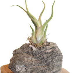 Sierra Artisan&trade; Natural Stone Planters - Products
