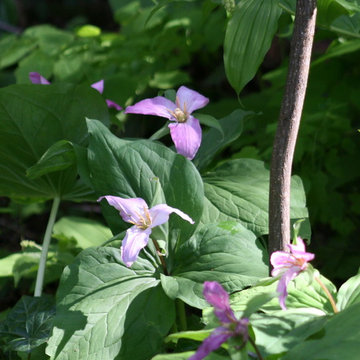 Trillium Ovatum