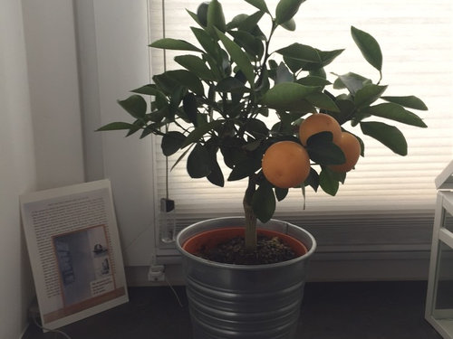How Old Is My Orange Tree 2 how old is my orange tree