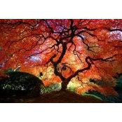 Margaret Howard's photo