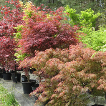 Japanese Maples