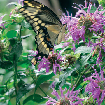 Plant Ideas & Colorful Combinations