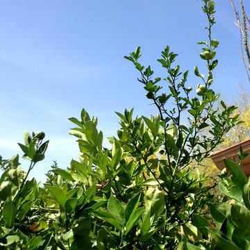 Citrus