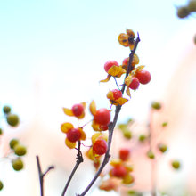 Garden Ideas