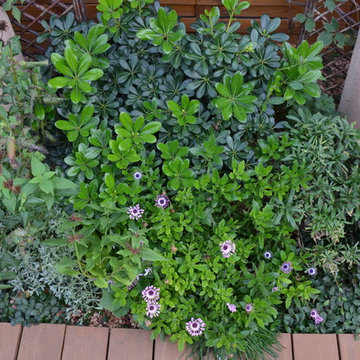 Un jardin épuré à Gardanne