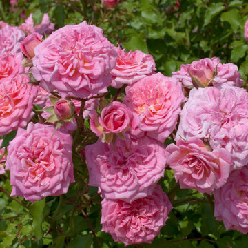 Sweet Drift® Rose