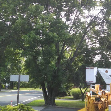 Tree Services & Landscaping Projects