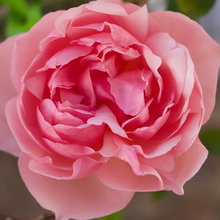 Duchess de Brabant