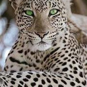 Elaine Pollmanns foto