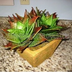 The New Greenery - Products