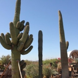 Cactus - Outdoor Products