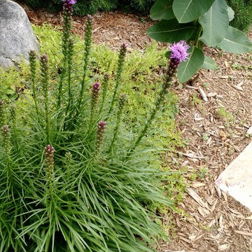 Craftsman Small-Space Gardening