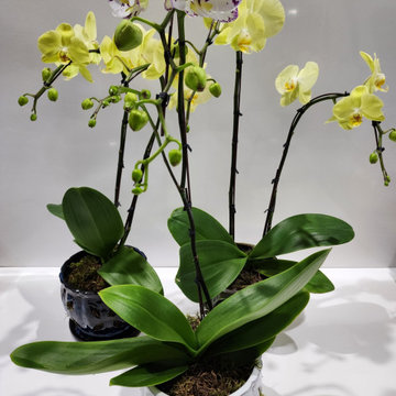 Indoor Orchid Gardens