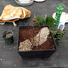 fairy garden