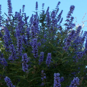 Southwestern Plants
