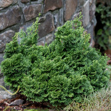 Shrubs/Trees/Conifers/Vines