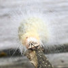 What is this white woolly? (SW Houston - zone 9a)