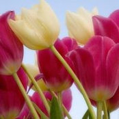 Foto von Huma Asif