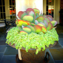 succulent