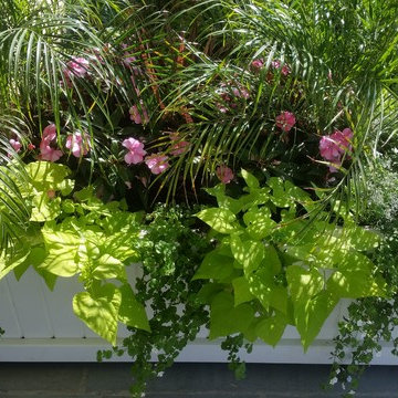 Planters & WIndow Boxes