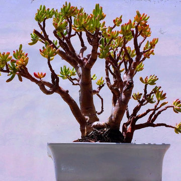 Bonsaï : création & entretien / Cas de crassula ovata - Style Sökan