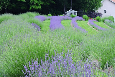 Blue Dreams USA Lavender, Roses and Tea Farm House, Boutique and Gardens