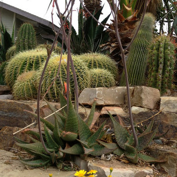 Miscellaneous Cacti & Succulent Landscapes by Rhinamic