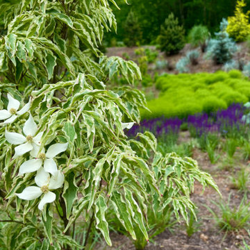 Dogwood