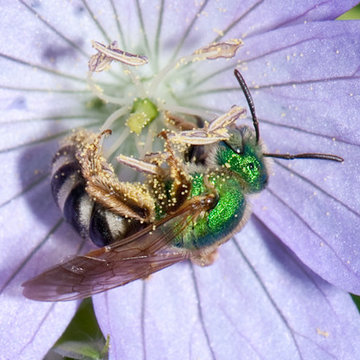 Wild Geranium: A Show-Stopper in the Spring Woodland