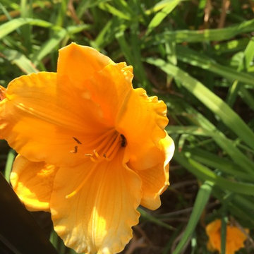 TJB-INC DISPLAY GARDENS