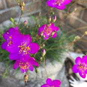 Foto von Heather Lesmeister