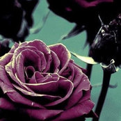 Jackie Rose's photo