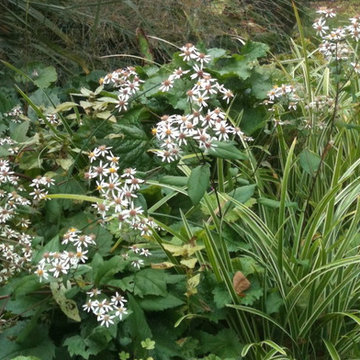 Workhorse Plants