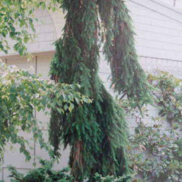 Unusual Plantings