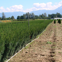 Frost Nursery - Yew Tree's Taxus - Plants