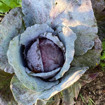 Vegetable Gardens, Sag Harbor, NY