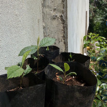 grown from seed