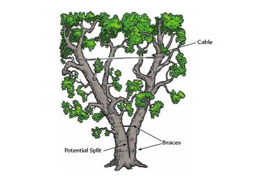 Tree Cabeling