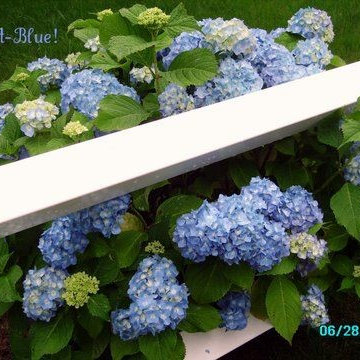 Hydrangea Festival Contest