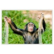 David Austin's photo
