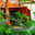 Bay Area Tree Co
