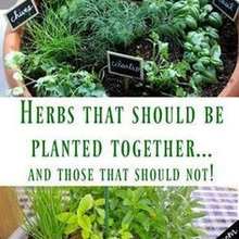 herbs gardening