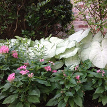 Meadowdale Landscape Makeover