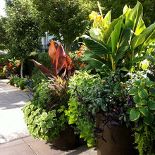 Tropical Garden