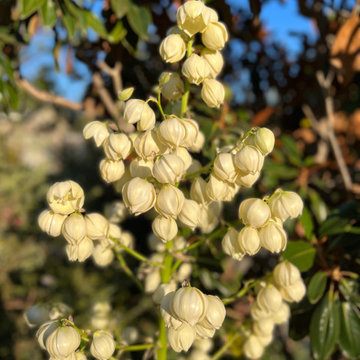 Los Altos seasonal update
