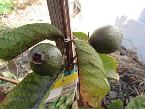 Red Malaysian Guava Update Also I Took The Pic Last Week We Ve Had Rains Aplenty Since Its Perky Now Still Haven T Cut Label Off